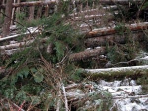 A blowdown at Beaver Lake in 2011 was the first in a recent series of weather-related slides in Sitka. (KCAW photo, Robert Woolsey)