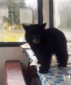 Smokey, an orphaned  black bear cub, has gone viral on Facebook. Sitka's Fortress of the Bear has offered to house the animal.