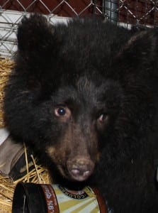 Smokey is the Fortress's newest and youngest resident, and currently the habitat's only black bear. (Rachel Waldholz, KCAW)