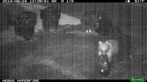 ADF&G has identified 10 locations around Sitka where bears are taking garbage bags to sort their "loot." This bear was caught in the act in a Sitka neighborhood last summer. (ADF&G photo/Phil Mooney)