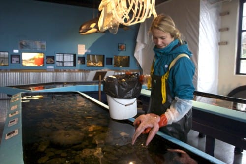 Taylor White is the aquarium manager at the Sitka Sound Science Center. Since sea star wasting disease hit Sitka a month ago, the aquarium has lost 35 sea stars and now, only two remain in the touch tanks. (KCAW photo/Anne Brice)