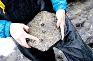 Taylor White pulls up a rock on Sage Beach to see three leptasterias, which are small, six-legged sea stars that are common at this site. She points to the one with three legs and lesions, symptoms of sea star wasting disease. (Photo by Anne Brice)
