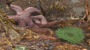 Sunflower star losing arms in Sitka aquarium. (Photo by  Taylor White/EarthFix)