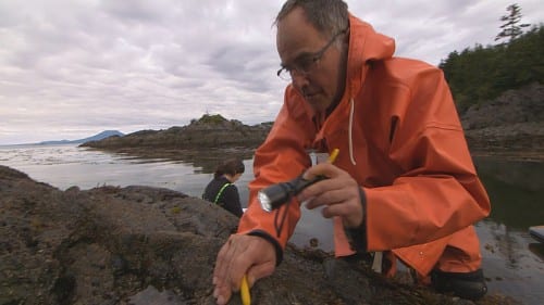 Pete Raimondi, professor at the University of California, Santa Cruz, searches for tiny sea stars that hide in the cracks and crevices of rocks on Pirate’s Cove in Alaska. (Photo by Greg Davis)