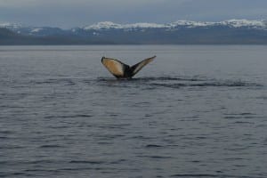 A humpback whale shows its fluke. (Photo by Ellen Chenoweth, NOAA Fisheries permit #14122).