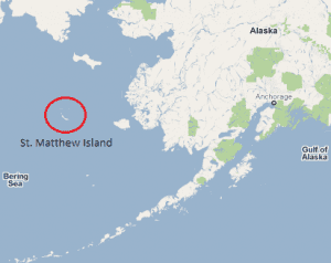 St. Matthew Island sits just north of the 60th Parallel. Like Sitka's St. Lazaria, St. Matthew is  part of the Alaska Maritime National Wildlife Refuge system.