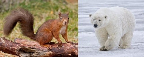 A former biologist, Bill Foster says a stuffed red squirrel would convey an important message in Rep. Kreiss-Tomkins' office. "I'd put a red squirrel against a polar bear any day," says Foster. (Flickr photos/Borderslass, ruby blossom)