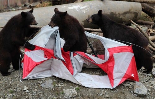 Black bear cubs Smokey, Bandit, and Tuliaan were orphaned in Juneau and Seward in 2013. They make short work of a tent baited with grapes and graham crackers, during a demonstration for elementary students this spring. (KCAW photo/Robert Woolsey)