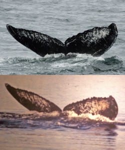 04obs-whale-jumbo