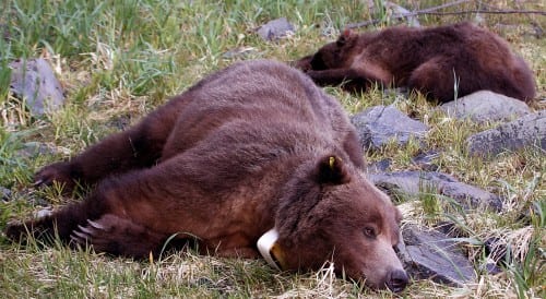 A tranquilized bear and cub. (Alaska Department of Fish & Game photo.