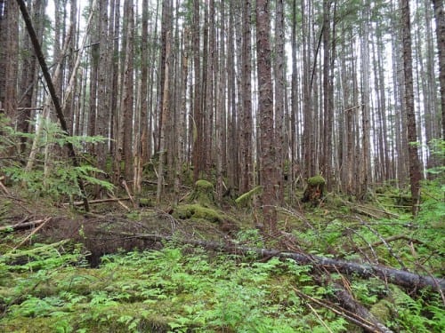 This is a 70-year old stand of young growth timber, photographed in 2013. The tightly-packed trees are growing among the stumps of their much larger predecessors. (USDA photo)