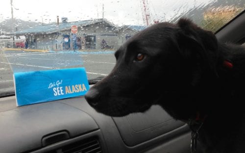 Ella, the CoastAlaska News Hound, sniffs her ticket while waiting for a ferry in Sitka in 2014. The ferry system just released its summer 2017 schedule, which includes fare hikes. (Photo by Ed Schoenfeld/CoastAlaska News)