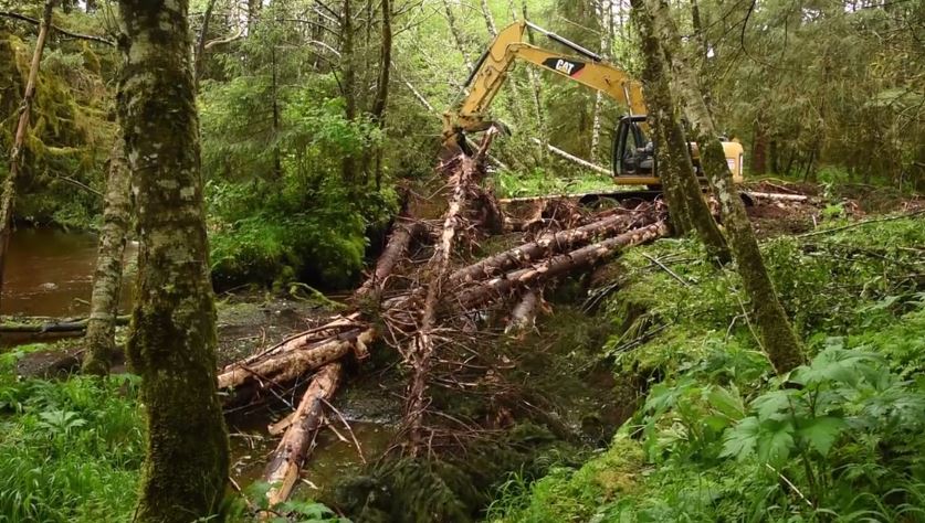 Tyler Miller uses a trackhoe to move felled timber into the Shelikov River on Kruzof Island, creating habitat for spawning fish. Habitat restoration like this has become a primary focus of the Sitka Ranger District, in partnership with organizations like the Sitka Conservation Society and the Nature Conservancy. "15 years ago," says district ranger Perry Edwards,"the only talking SCS and the Forest Service would do would be to our lawyers." (SCS video still) 