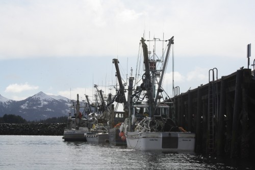 Herring harvest limit to be lower than forecast