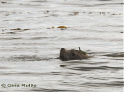 Traveling sea lion phones home