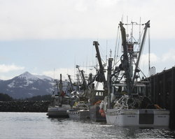 After harvest, Sitka Tribe renews herring concerns