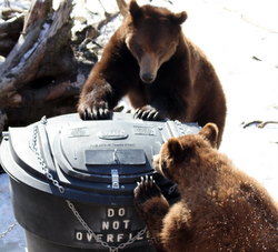 Bears vs. Cans: Sitka field-test underway this summer