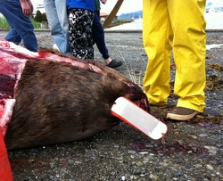 Dead sea lion studied near downtown Sitka