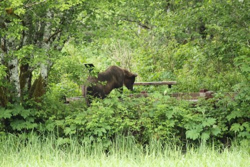 Sitka camper unfazed by nosy brown bear