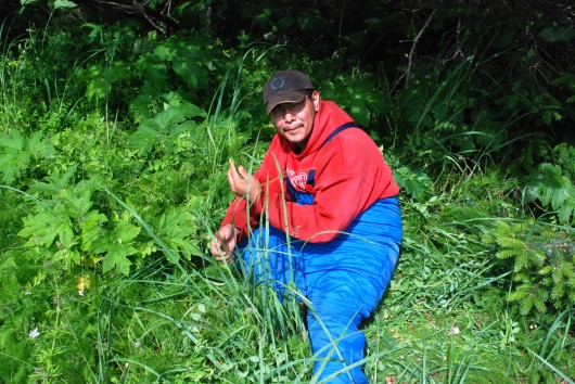 Groups go after invasive weed on Admiralty Island