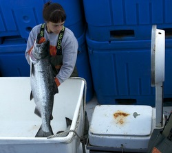 Troll opener slow-going in places, despite average harvest