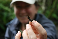 Volunteers search for life during Sitka ‘Bioblitz’