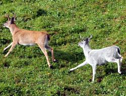 Glacier deer