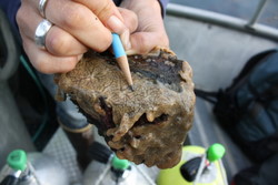 Scientists look for ways to kill Sitka tunicate