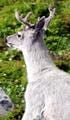 Goat survey finds “glacier deer”