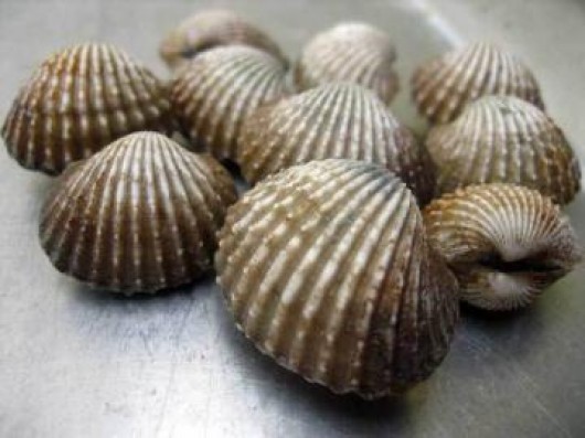 PSP shellfish advisory for Starrigavan Beach