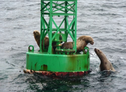 Sea lions touch noses as one clambers onto a buoy near feeding whales in Sitka Sound. Sea lions follow humpbacks, eating herring stunned or killed during feeding. Photo by Ed Schoenfeld.