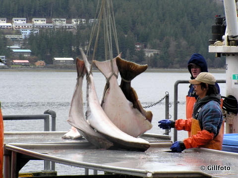 Crewmen load halibut near Juneau. (Flickr photo/gillphoto)
