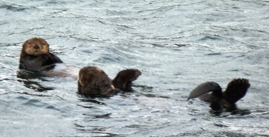 Study: Otters eating urchins reduces greenhouse gas