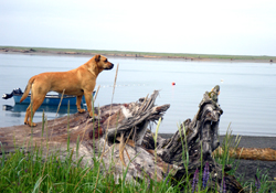 Yakutat dog survives fall, 24 hours in well