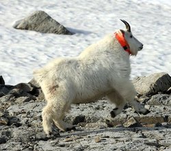 Board rejects tougher measures for nannies