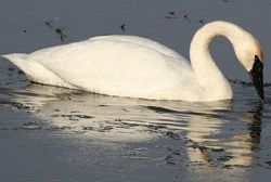 Feeding swans? Keep wild diet in mind (video)