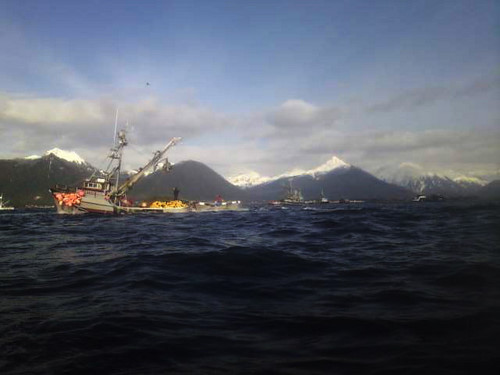 Seiners fish for herring during Wednesday's opening in Sitka Sound. The fleet brought in roughly 2,100 tons of the small silver fish during the three-hour opening. (Photo by Daniel Olbrych)