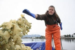 Jessica Gill, a fisheries biologist with the Sitka Tribe of Alaska, throws hemlock branches coated in herring roe onto the pile on Wednesday afternoon. (KCAW photo by Ed Ronco)