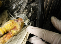 Dead eagle near Sitka made news in 1995