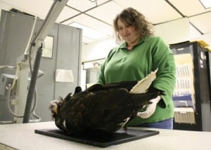Jen Cedarleaf, of the Alaska Raptor Center, positions the carcass of "Windex," a bald eagle found dead in April. Windex got his name in 1995 after flying through the plate glass window of a home on Halibut Point Road. (KCAW photo by Ed Ronco)