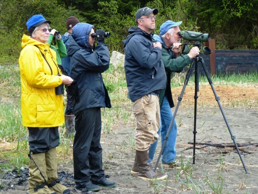 A group of birdwatchers looks for seabirds from Sandy Beach during the Yakutat Tern Festival. Click for a slideshow of festival images. Photo by Ed Schoenfeld, CoastAlaska News.