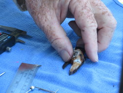 ‘Master Bander’ tracks Alaska’s long-range hummers