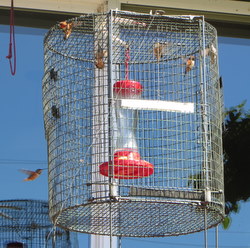 Hummingbirds fill a trap at a residence near Sitka's Medvejie Hatchery. (Kitty LaBounty photo)