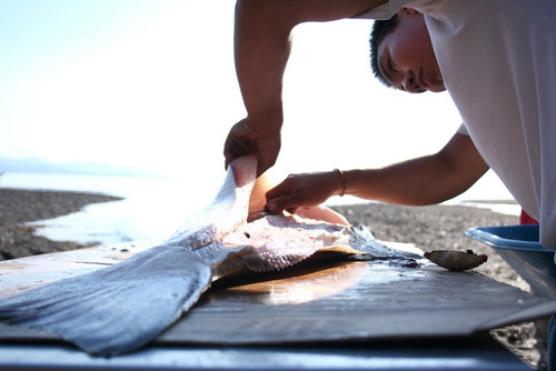Shawaan Jackson-Gamble cleans a halibut for the Kake culture camp. Photo by Erik Neumann, KCAW – Sitka.