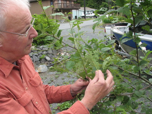 Cooperative Extension agent Bob Gorman assesses the damage to a small alder. (KCAW photo/Robert Woolsey)