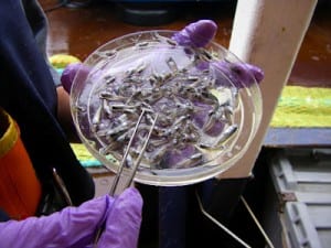 Larval rockfish from the gulf study. Photo courtesy Gulf of Alaska Project Field Notes Blog.