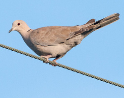 Invading dove remixes Alaskan soundscape