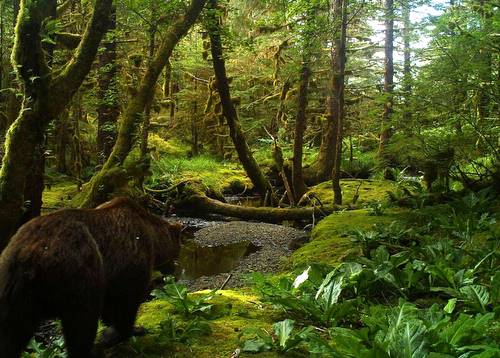 All those bear tracks we see along streams? This is how they get there. (Hugh Bevan photo)