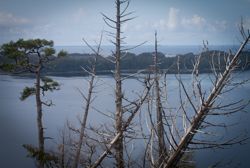 Examining the effects of yellow cedar decline