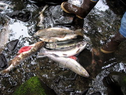 As stream levels drop, salmon die before spawning